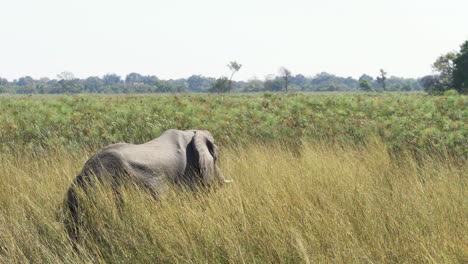 A-Majestic-Elephant-Standing-Amongst-Tall-Grass-Blowing-in-the-Wind