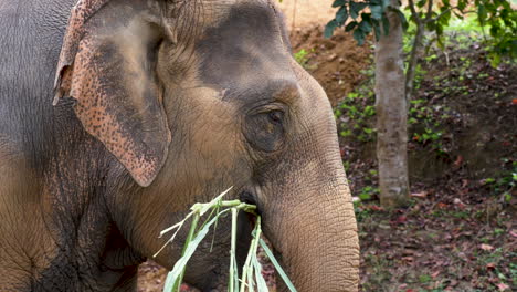 Großer-Brauner-Elefant,-Der-Einen-Bambus-In-Zeitlupe-Frisst,-Statischer-Schuss-Von-Der-Seite