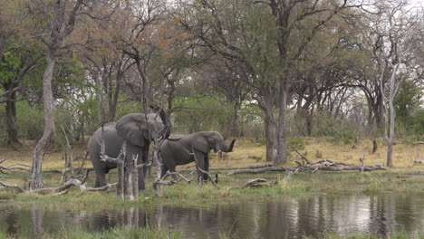 Zwei-Afrikanische-Buschelefanten,-Die-Am-Rand-Des-Wassers-Stehen