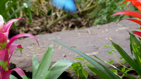 Blauer-Morpho-Schmetterling,-Der-Seinen-Rüssel-Auf-Einer-Pflanze-Kräuselt---Statisches-Makro