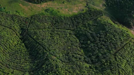 Unglaubliche-Luftaufnahme-Einer-Riesigen-Teegartenplantage-In-Sylhet,-Die-Vorwärts-Fliegt