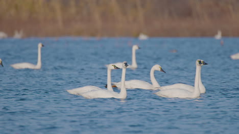 tundra-swan-in-the-eastern-part-of-North-Carolina