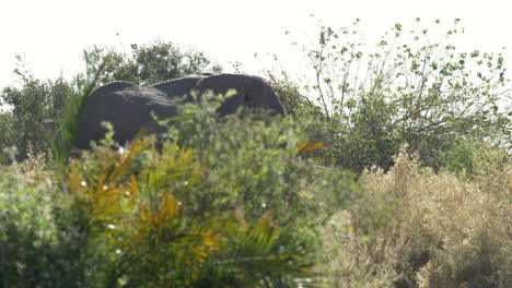 Eine-Kamerafahrt-Eines-älteren-Elefanten,-Der-Durch-Die-Büsche-Afrikas-Läuft