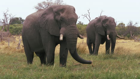 Ein-Paar-Erwachsener-Elefanten,-Die-Gemeinsam-Gras-Fressen