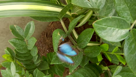 Blaue-Morpho-Schmetterlinge-Treffen-Sich-Auf-Einem-Blatt---Nahaufnahme-In-Zeitlupe