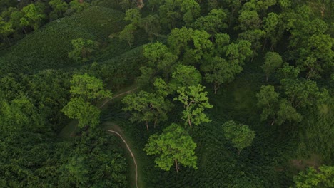 Bird's-eye-aerial-view-of-tea-estate-and-rainforest-in-Sylhet,-Bangladesh