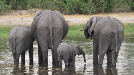 Eine-Elefantenfamilie,-Darunter-Ein-Baby,-Das-Aus-Einem-Gewässer-Trinkt