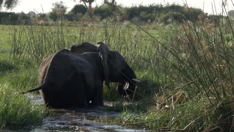 Moving-Shot-of-an-Adolescent-Elephant-Playing-in-the-Water