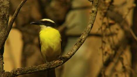 A-tropical-boat-billed-flycatcher-bird-sitting-on-a-branch-in-the-Brazilian-rainforest