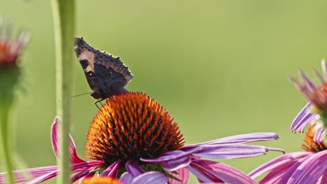 Kleiner-Schildpatt-Schmetterling,-Der-Nektar-Aus-Purpursonnenhut-Isst---Makro-,-Seiten--Und-Vorderansicht