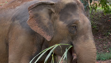 Elefante-Marrón-Grande-En-La-Naturaleza-Comiendo-Una-Paja-De-Bambú-Pacíficamente