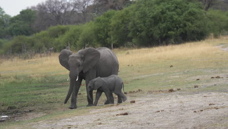 Ein-Elefantenkalb,-Das-Läuft,-Um-Seine-Mutter-Einzuholen