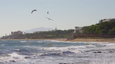 Seagulls-flying-in-slow-motion-near-the-coastline