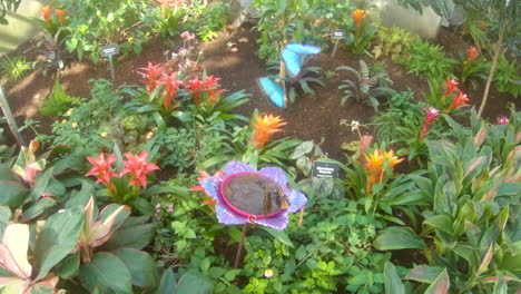 While-Blue-Morpho-butterflies-visit-the-garden-feeder,-two-flutter-above-the-rest---slow-motion