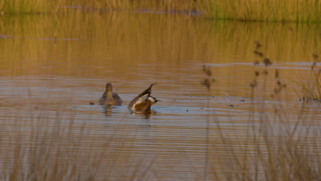 ducks-in-the-wild-in-North-Carolina