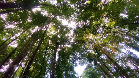 Schöne-Friedliche-Hohe-Bäume-Wald,-Kreispfanne,-Sonnenstrahlen,-Die-Durchscheinen
