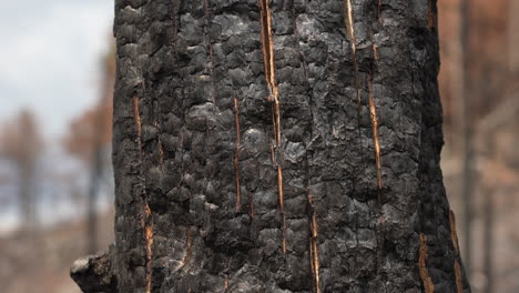 Close-Up-of-Charred-Bark-of-Tree-in-Burnt-Forest,-Wildfire-and-Global-Warming-Consequences