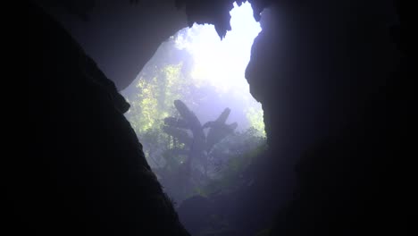 static-shot-banana-tree-swaying-at-the-misty-SON-DOONG-cave-entrance