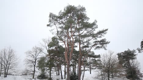 Tilt-up-of-small-group-of-trees-in-snow-covered-natural-park