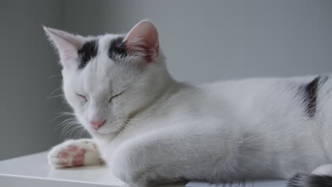 Junge-Weiße-Katze,-Die-Ruhig-Schläft,-Minimalistischer-Grauer-Hintergrund