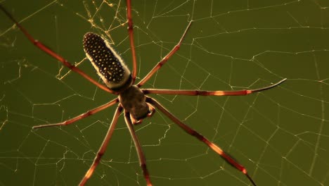 Giant-close-up-of-a-Golden-Silk-Orb-Weaver-spider-in-the-Brazilian-rainforest