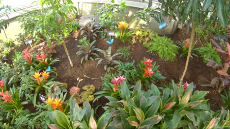Mariposas-Morfo-Azules-Palian-En-Un-Jardín-Botánico---Cámara-Lenta
