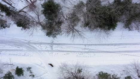 Sliding-over-a-whitetailed-deer-on-the-side-of-a-snowy-road-AERIAL