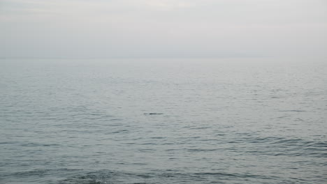 Wavy-ocean-waters-of-Malibu-with-dolphin-sightings-on-the-surface-in-California-in-the-evening