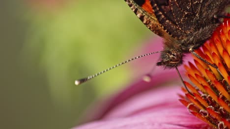 Extreme-close-up-macro-shot-of-head-of-Small-tortoiseshell-butterfly-sitting-on-purple-coneflower-on-green-background