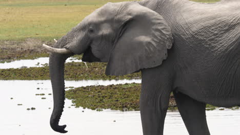 Elefante-Usando-Su-Trompa-Para-Beber-Agua-Y-Saciar-La-Sed