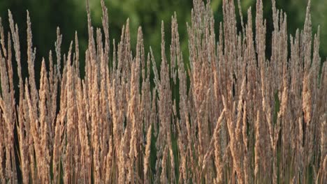 feather-reed-grass-sways-slowly-in-the-breeze