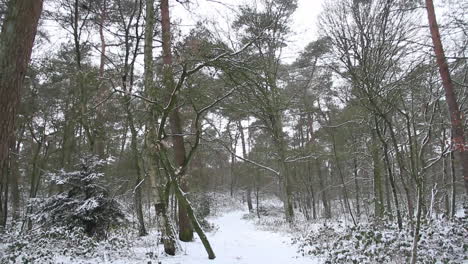 Tilt-up-to-tree-tops-in-snow-covered-forest
