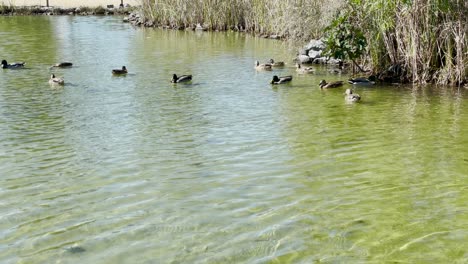 Several-ducks-swimming-on-a-green-lake-in-Beja,-Alentejo,-Portugal