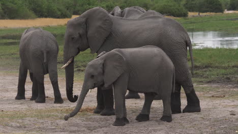 Ein-Babyelefantenkalb-Und-Seine-Herde,-Die-Mit-Einem-Gewässer-Im-Hintergrund-Stehen