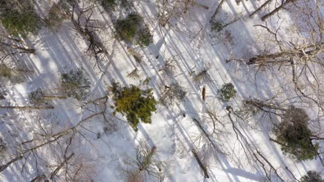 Seguimiento-De-Dos-Ciervos-Caminando-Por-Un-Bosque-De-Invierno-Con-Largas-Sombras-Aéreas
