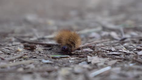 Caterpillar-Crawling-Close-up-Shot,-4K-Footage