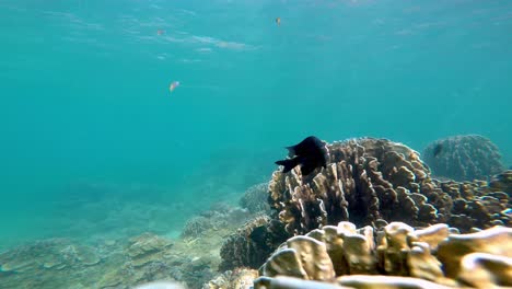Unterwasseraufnahme-Verschiedener-Tropischer-Fische,-Die-Im-Ozean-Neben-Dem-Korallenriff-Schwimmen