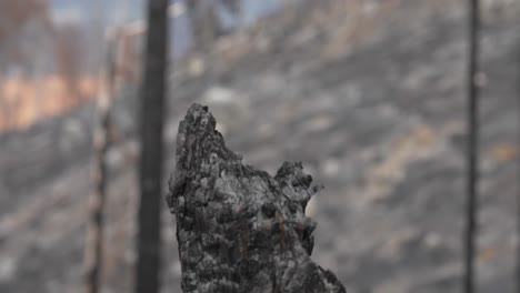 Charred-Bark-of-Tree-in-Forest,-Wildfire-Aftermath,-Close-Up