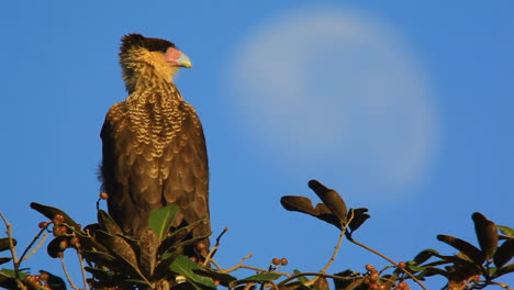 Close-up-shot-of-a-Southern-Caracara,-a-bird-of-prey,-sitting-on-a-tree-branch-in-Brazil