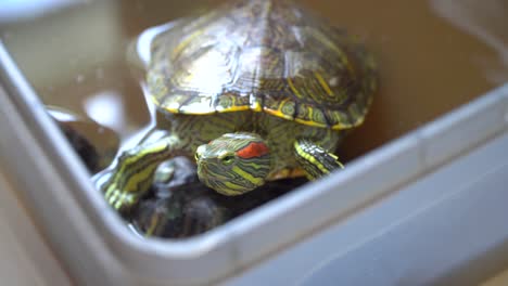 Pet-turtoises-moving-inside-a-aquatic-box,-looking-up-to-the-camera
