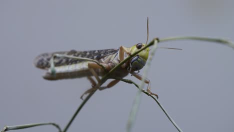 Portrait-close-up:-Wild-Locusta-Migratoria-Grasshopper-resting-on-plant-against-blue-sky