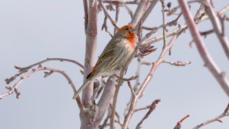 A-male-House-Finch-perched-on-a-branch-chirping-away---static-close-up