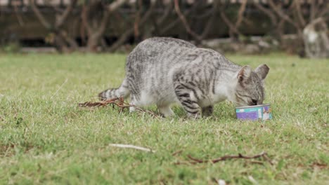 Striped-stray-cat-eating-cat-food-and-looking-around