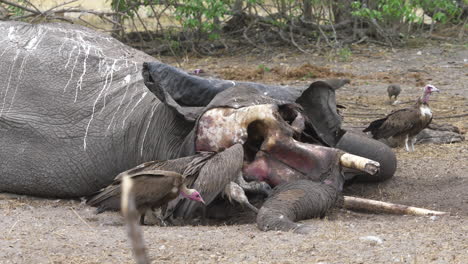 Vultures-pick-meat-out-of-the-trunk-of-a-dead-elephant-in-Botswana