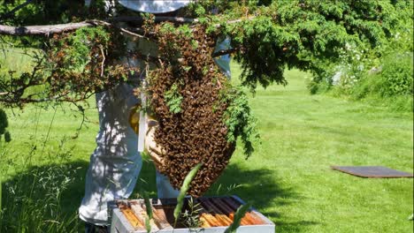 Beekeeper-gathers-bees-that-is-swarming-in-the-garden