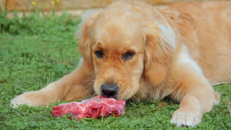 SLOW-MOTION,-5-Month-Old-Golden-Retriever-Pup-Gnawing-On-Red-Meaty-Bone