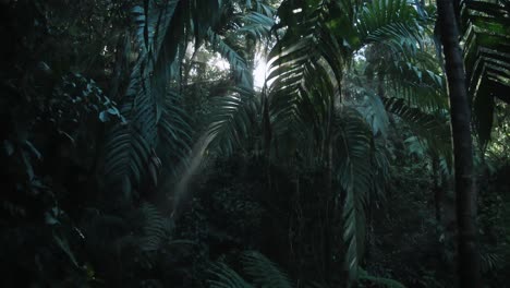 Sun-shines-through-the-vegetation-in-a-rainforest