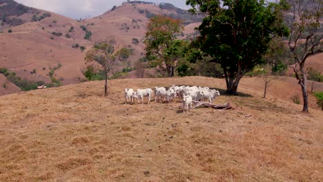 Rinderherde-Auf-Einem-Hügel-In-Sao-Bento-Do-Sapucai