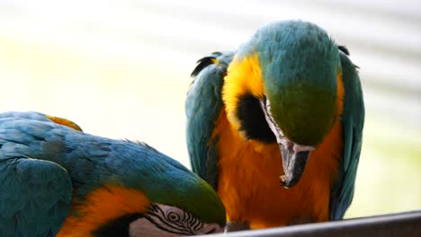 Couple-of-Blue-and-Yellow-Macaw-Parrots-eating-snack-in-nature-in-slow-motion