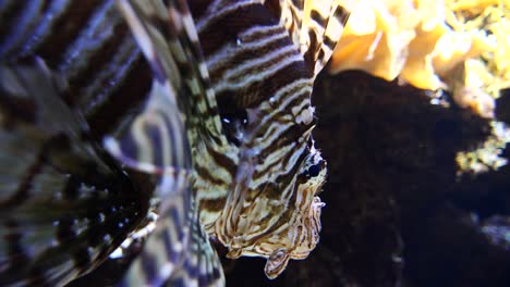Nahaufnahme-Gestreifter-Drachenköpfe,-Die-Zwischen-Korallen-Und-Wasserpflanzen-Des-Aquariums-Schwimmen